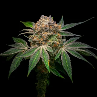 Cherry Velvet - 420 Seeds